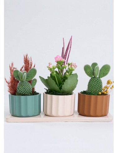 Trio Saksıda Opuntia Microdasys ve Pembe Kalanchoe