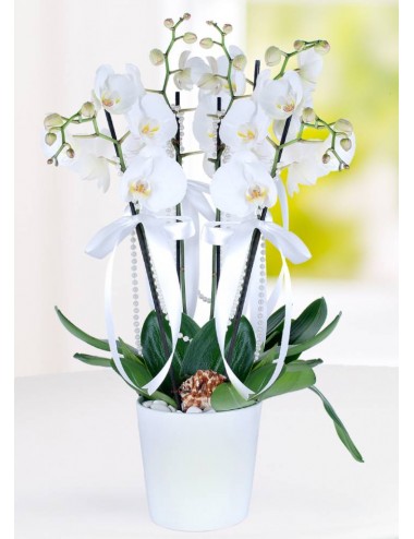 Beyaz Phalaenopsis Orkide