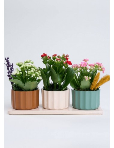  Trio Saksıda Kırmızı, Pembe ve Beyaz Kalanchoe